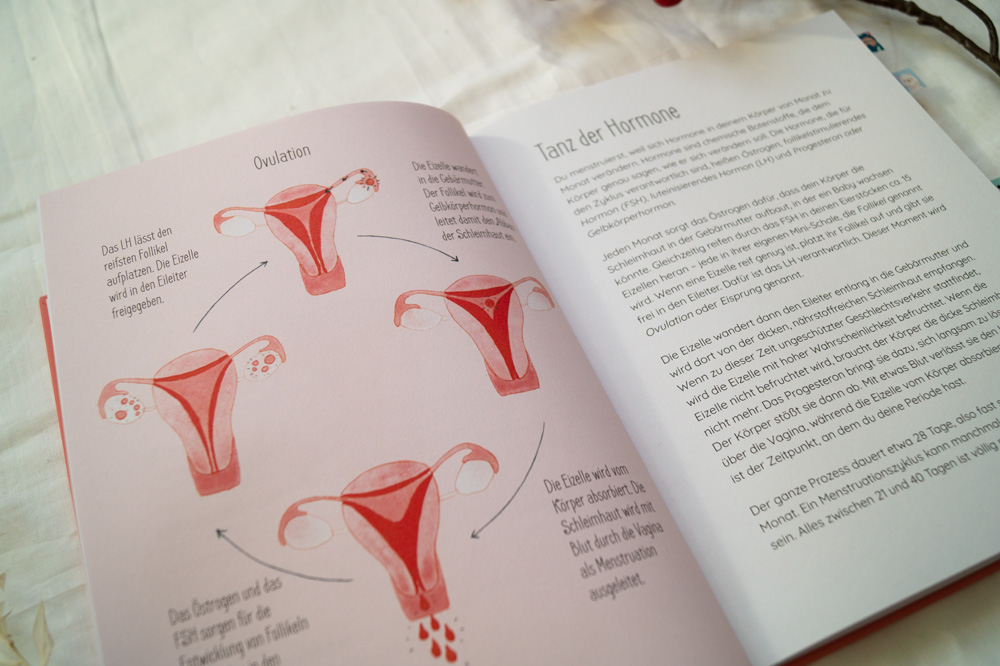 Anschaulich wird der Zyklus mit seinen Phasen dargestellt Überblick über den Zyklus